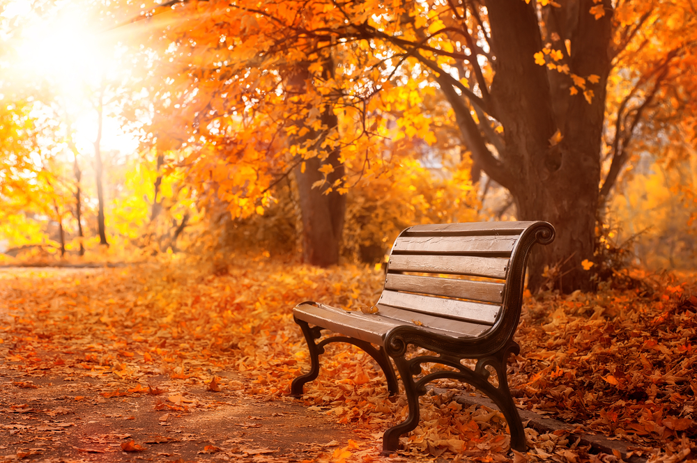 Rural,Wooden,Bench.,Autumn,Background
